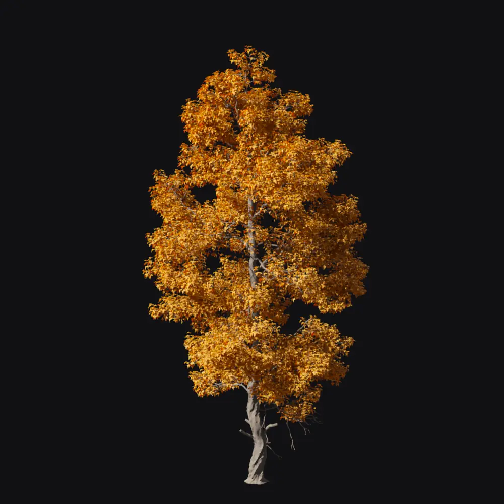 Acer buergerianum