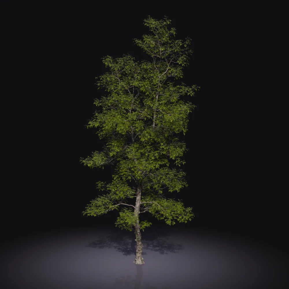 Carya ovata